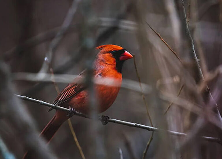 Bird Watching Buyer's Guide